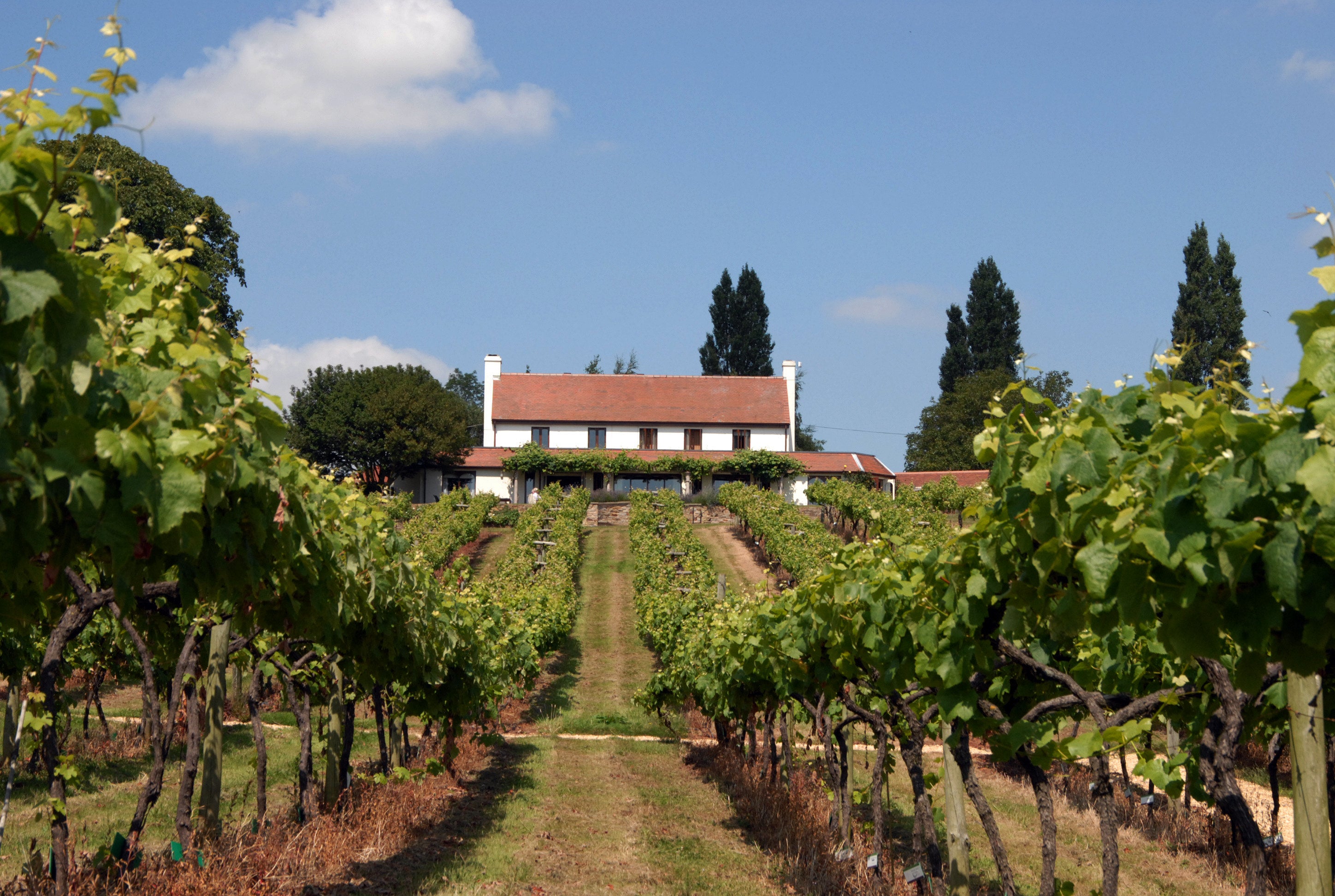 Three Choirs – an English vineyard